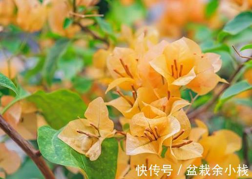 磷酸二氢钾|三点做不好，三角梅盛花期无花可开，好看的三角梅都是别人家的