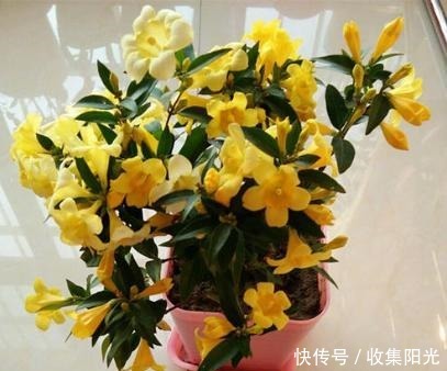 房子再小也要养盆它，越冷越爱开，开花“喷喷香”，天天好心情！