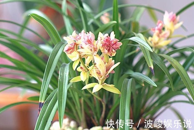 施肥|“兰花”怎么养做好5点,叶子油绿,开花多,又香又好看!