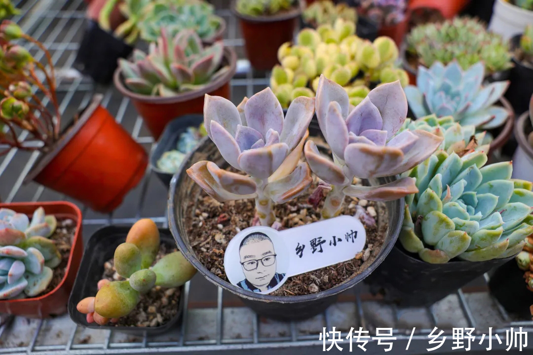 多肉|做好这几点，多肉养个两三年，变成大老桩