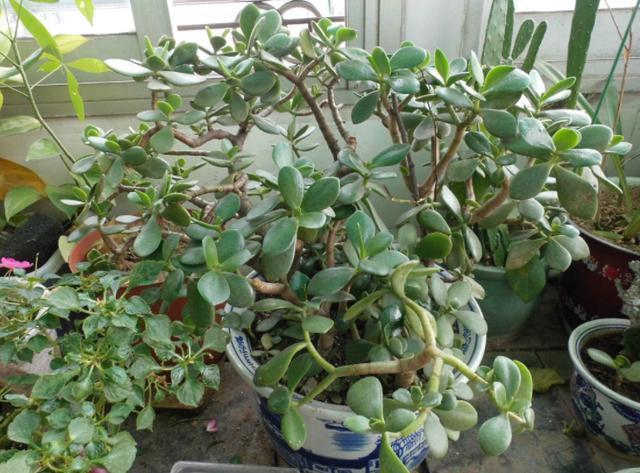 老年人|此花养上3、5年，给''1万''都舍不得卖，聪明养花人的首选