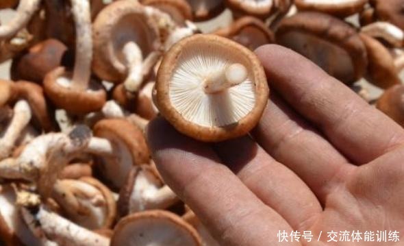 都是干香菇,“花菇”“冬菇”有啥不同区别太大了,不懂别乱买!
