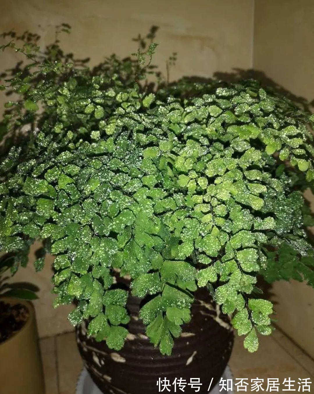 花苞|天热了,20种花最怕浇水,浇得越多,死得越快!