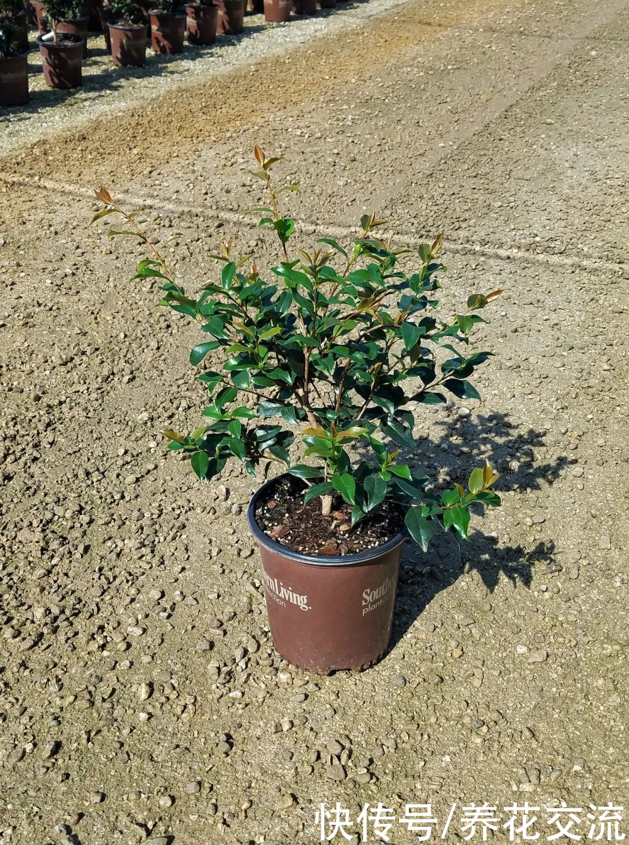 类似茶花的塑料品牌