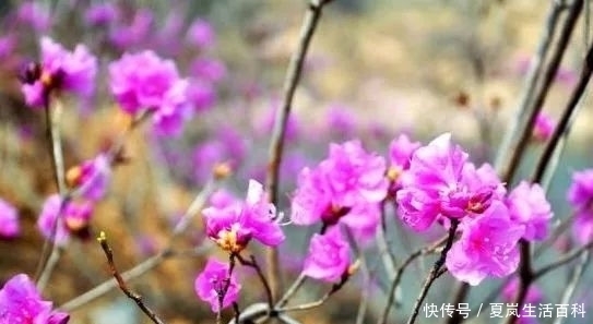 腌制|农村山林里一野花,观赏价值高广泛种植,其实花朵腌制后味道好