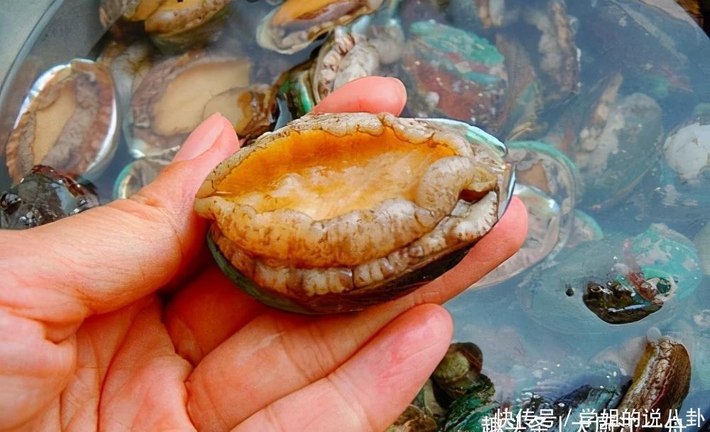 鲍鱼价格