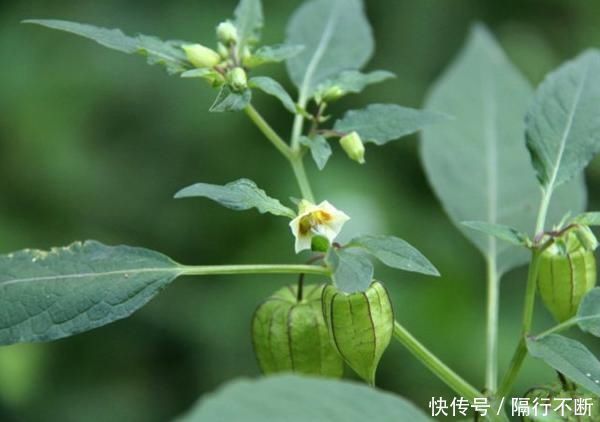 灯笼草|农村的“黄姑娘”野果，果子似灯笼小巧可爱，属于药食两用价值高