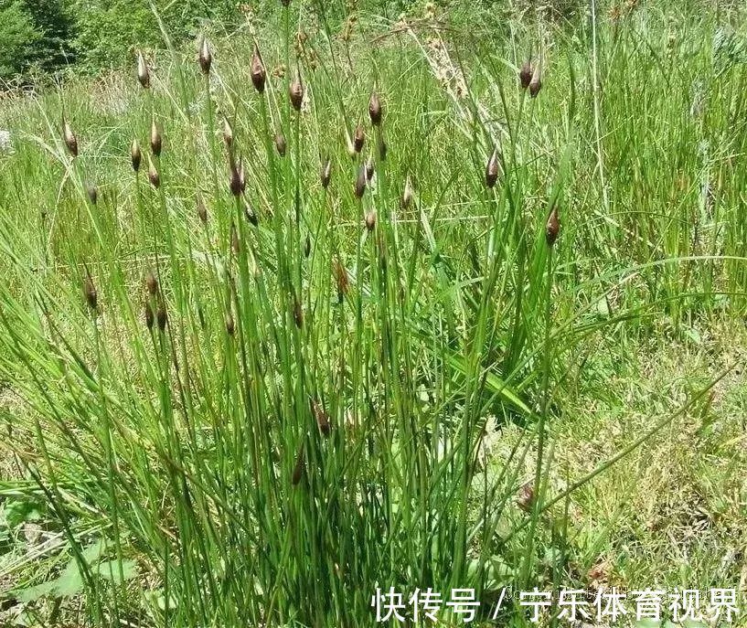 麦门冬|一味灯心草,治病大功效!民间11种妙用法,11大病症皆消除!