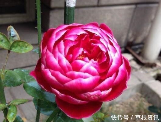 修剪|它是世界名花,全年开花,漂亮不输牡丹,花香不输兰花,值得养