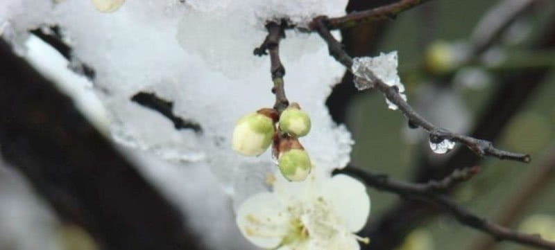 早春#宋朝一位二流的诗人,却写下一流的咏梅诗,通篇充满了诗情画意!