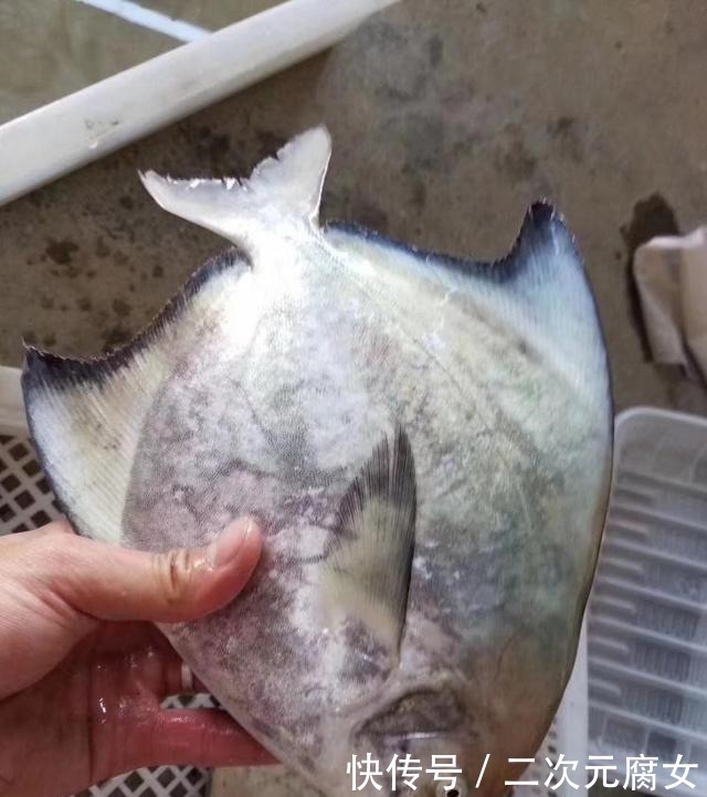 行家|以后去市场买这5种鱼,连鱼铺老板都会夸你是行家