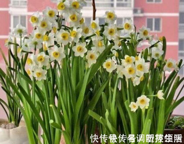 沙漠玫瑰|4种花超适合家养的,开花爆盆花期长,开起花来非常迷人