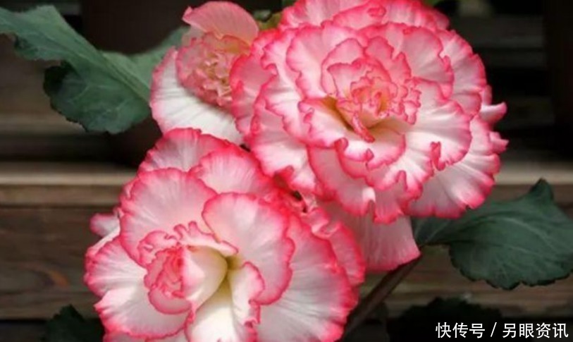 爆盆|现在就养“4种花”，花朵开正旺，随手一养就爆盆，开成小花园！