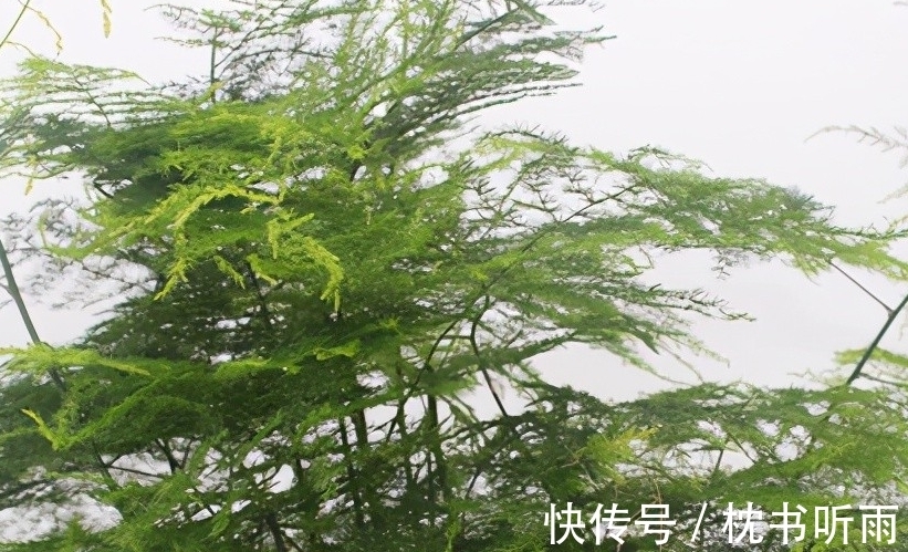 浇文竹用这种水,不黄叶,枝繁叶茂,早日开花