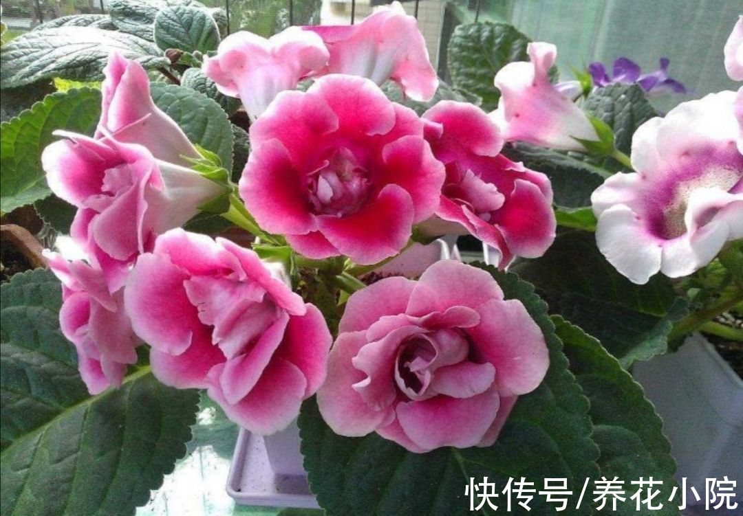 半阴花|喜欢养花家里光照少，可选7种喜半阴花，漂亮还好养
