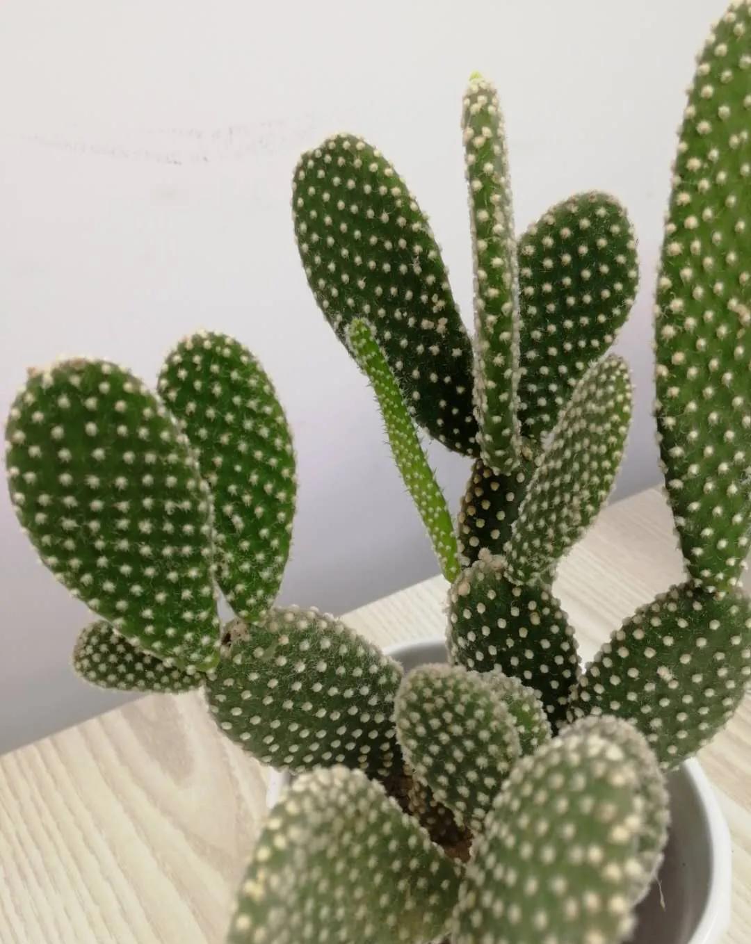 这5款花,不怕不浇水,就怕浇水多,特别适合懒人