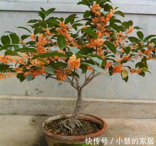 盆景|种“霸气花”，镇宅又大气，家里养一盆，护家守家保平安