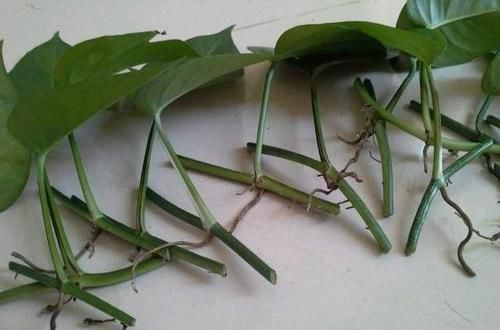  土壤|扦插绿萝，这种枝条最靠谱，生根快，长得旺，迅速长满盆