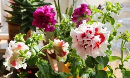 家庭养花：如何做好土壤结块的“防”和“治”？