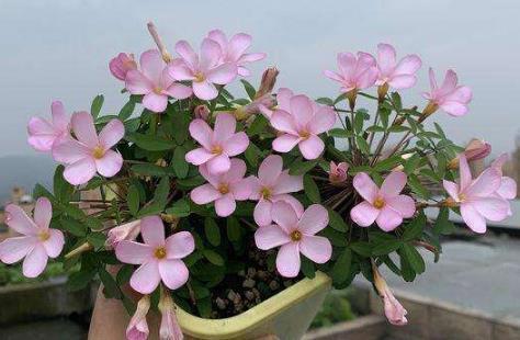 哪些因素会影响花芽的分化，致使植株迟迟不开花？