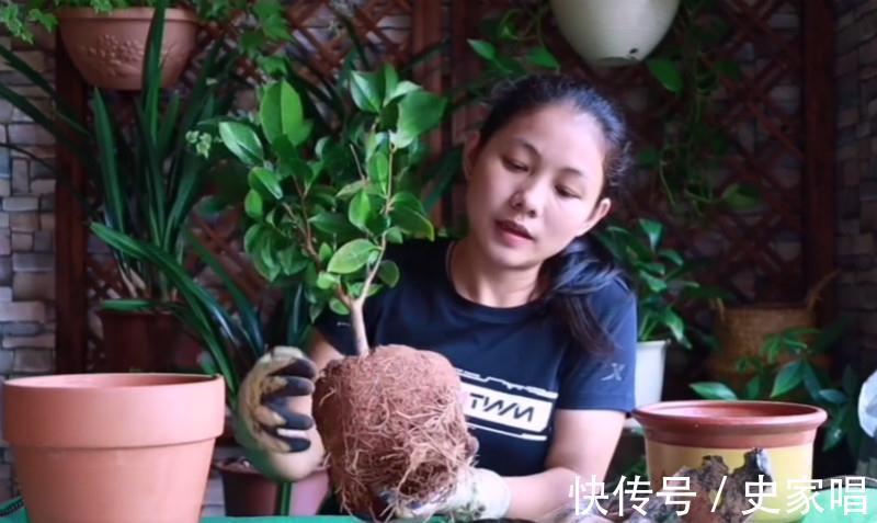 刚种的茶花,没几天就黄叶落蕾了,多半这事做错了