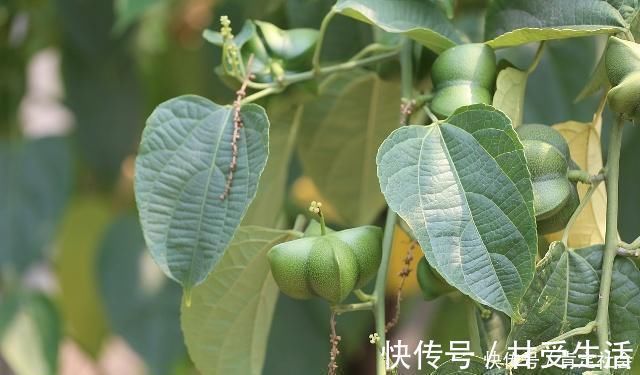 花生|早上空腹吃花生养胃,或许还有这2个“好处”,你还不知道吧?