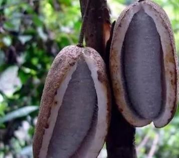 榴莲|农村这种野果,比榴莲还好吃,20元1斤的稀罕水果,你吃过吗?