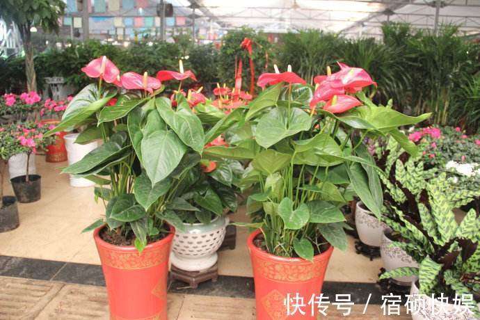 养花过来人提醒，去花市买花，此“3种”花，再便宜也别带回家