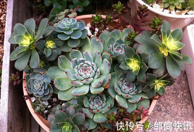 多肉长虫了怎么办3个小方法，虫子一个都不见，叶片又肥又美