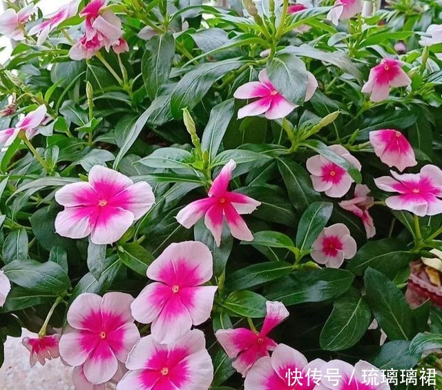 小菊|阳台小，建议养这4种“便宜花”，不占地方！