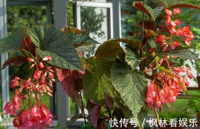 叶片|5种花最怕晒,天天不见光,开花却火爆,一朵一朵炸花球