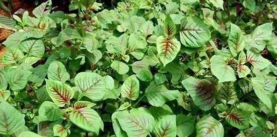 小时候|4种农村小时候坚决不吃,现在想吃却买不到,你吃过几种?