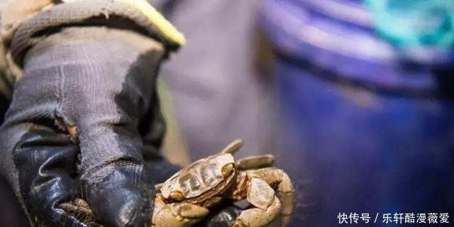 螃蜞|它曾被当成“害虫”,用来泡酒是美味,却很少有人养殖