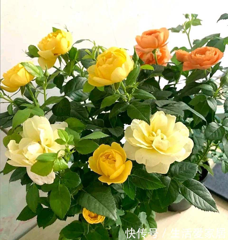 4种喜光花卉,越是多晒太阳,越是花繁叶茂,鲜艳貌美