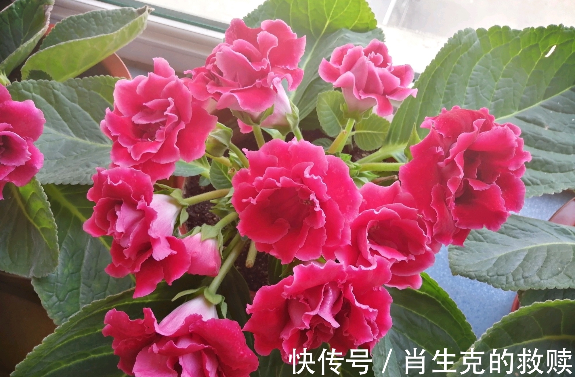 家里养盆“假牡丹”,切碎叶子也“生娃”,堪称阳台“富贵花”