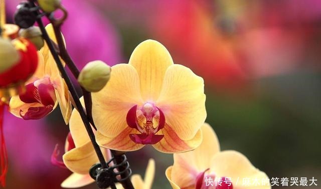 适合冬天养的8种耐阴花,没有直射光,也能有花赏!