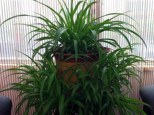 长寿的人家里都养什么花，4种“花”必须要养，而且要多养