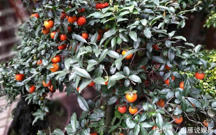 这种植物的果子挂枝头很像灯笼,是观果盆景的上好品种,你喜欢吗