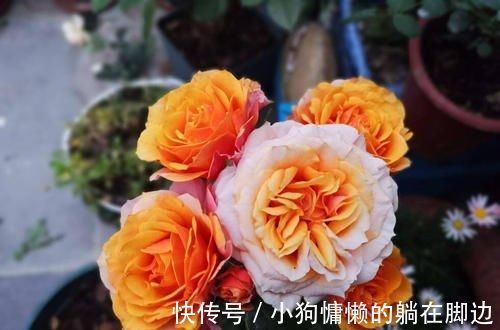 营养液|最厉害的养花营养液:给月季花喝一勺,猛窜笋芽,花开满枝