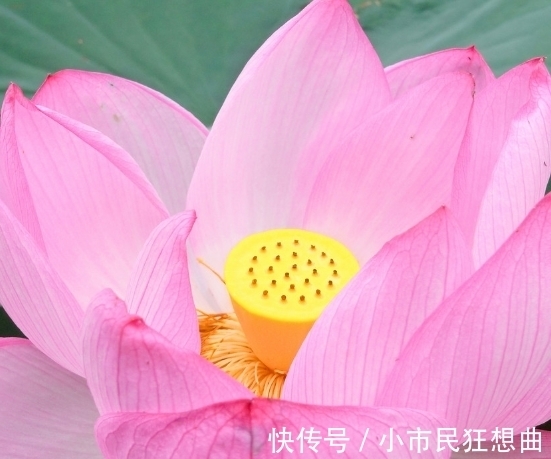 心灵鸡汤|7月中旬，喜上眉梢，花开枝头，4属相吉星加身，福气满满