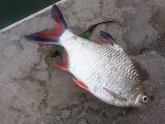 鲫鱼|泰国鲫鱼入侵长江流域，频繁被钓起，有钓友担心会泛滥成灾