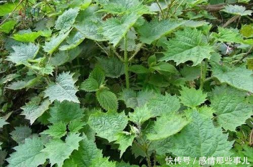 价值|路边1种野草,让人十分讨厌,人称“咬人草”,却价值高作用多
