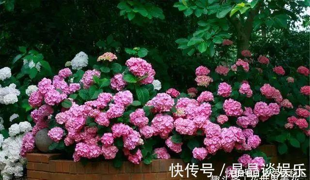 院子|它们是“庭院3宝”,有院子一定要种全,开花时让人羡慕