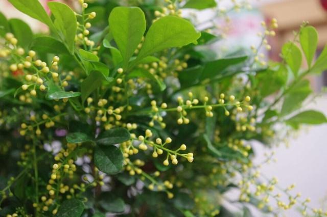 花店买回来的带花苞米兰花到底怎么养，才几天米兰花就叶黄花苞掉