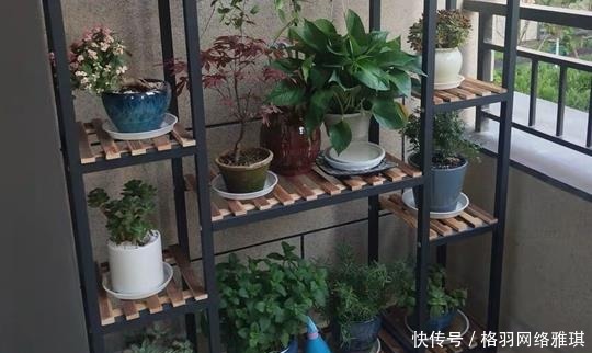  茶水|什么残茶水、蚯蚓粪都不如它，往盆里埋10滴，叶子油亮开花旺！