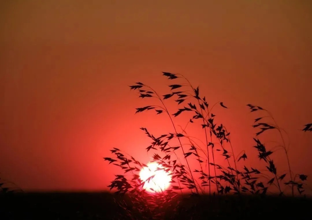 天涯|一首《天涯》仅仅二十个字,是如何唯美地道尽李商隐悲惨一生的?