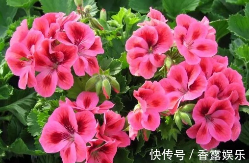 天竺葵|这些花花型独特,植株生长旺盛,室内盆栽欣赏价值高