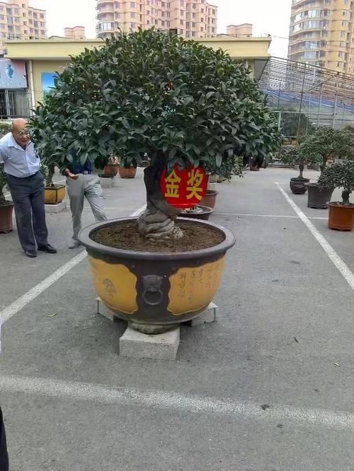 家里有棵桂花，金桂，大约40年，现在估价多少？