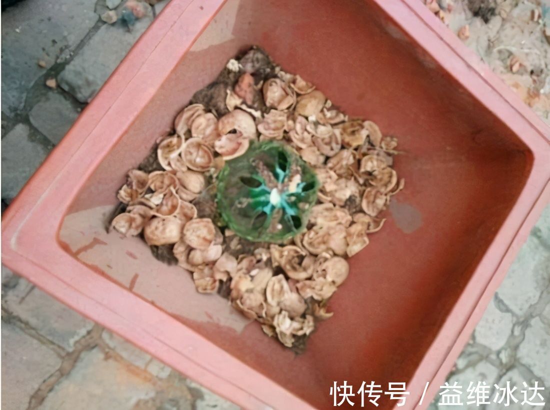 养花土里加四样，土壤疏松肥沃，花儿根系粗壮长得旺