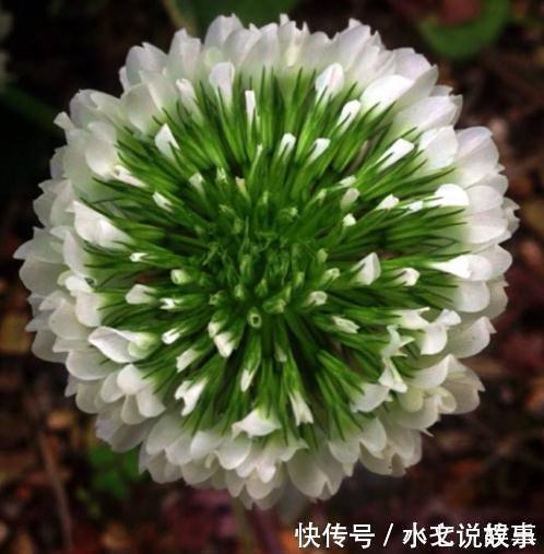养树不如养盆“假菊花”,一浇水就狂长,比绿萝好养、比菊花美